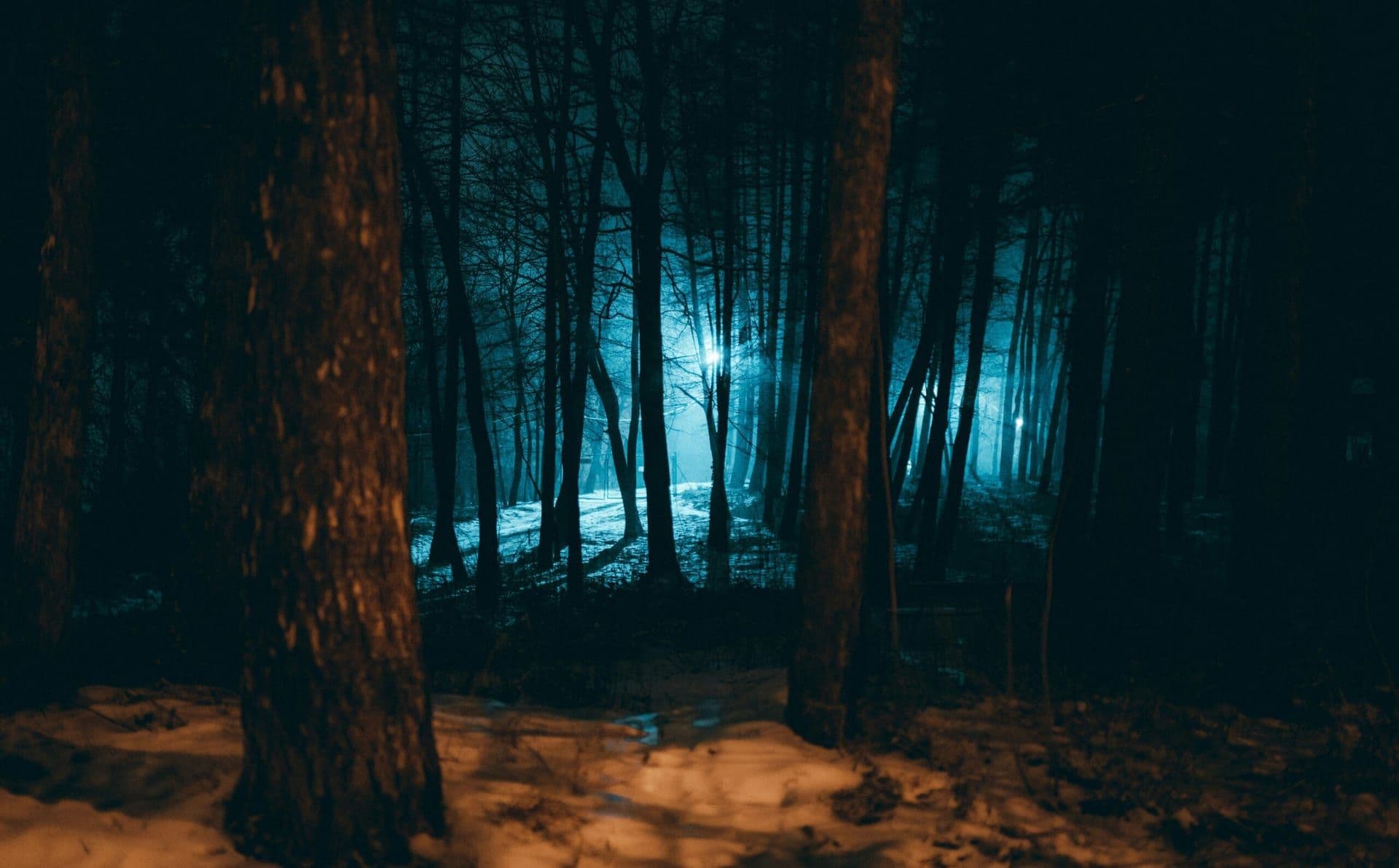 Enchanted Forest of Light at Descanso Gardens