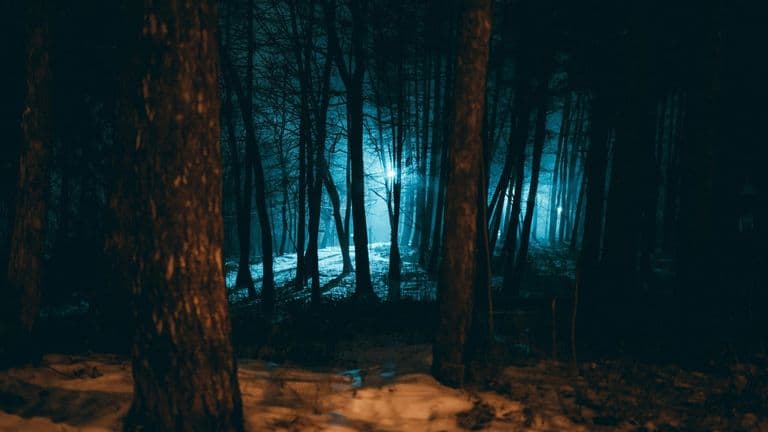 Enchanted Forest of Light at Descanso Gardens