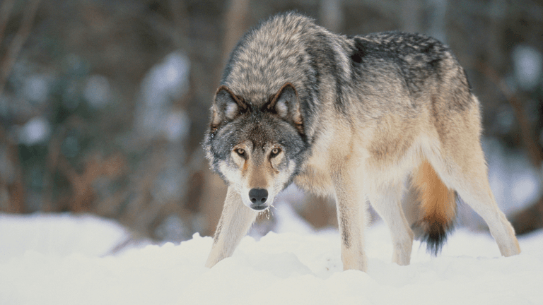 Historic Gray Wolf Sighting in Los Angeles County: A Milestone for Wildlife Conservation