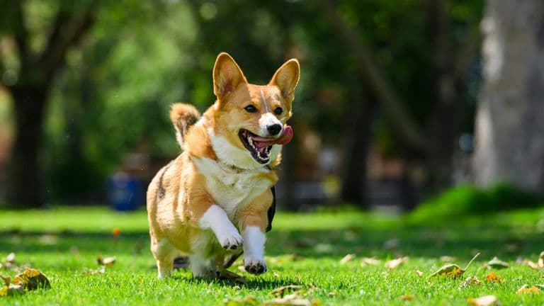Corgi Nationals