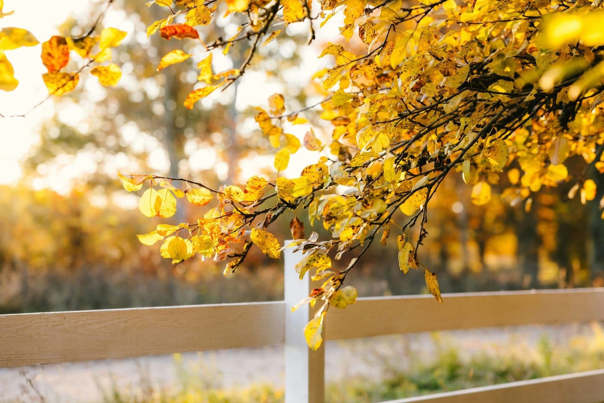 The Magic of California’s Native Plants: Embracing a Green Future