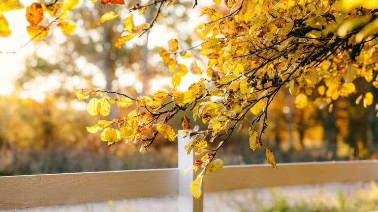 The Magic of California’s Native Plants: Embracing a Green Future
