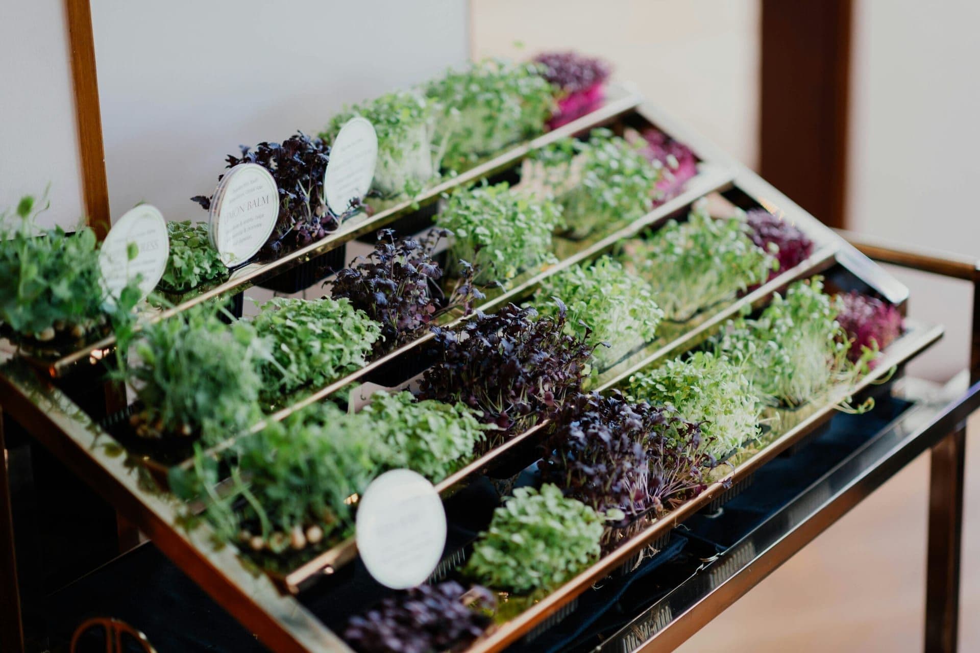 Celebrating the Taste of SoCal: The Rise of the Plant-Based Movement and Vegan Food Culture