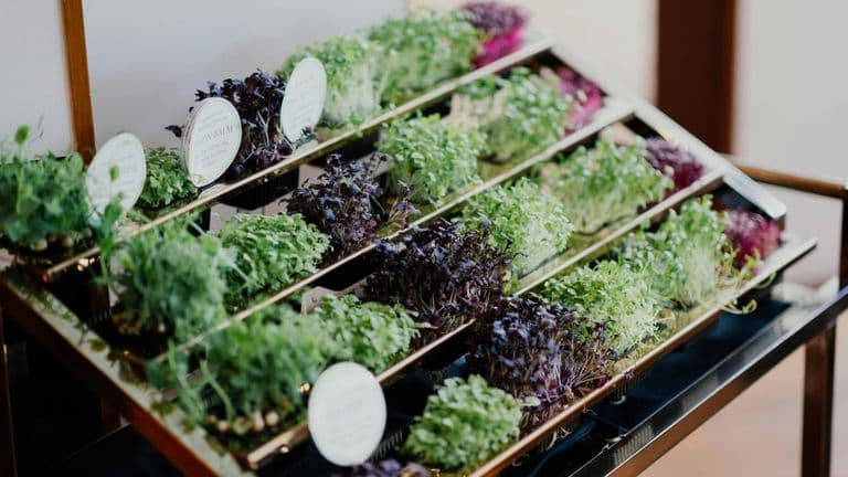 Celebrating the Taste of SoCal: The Rise of the Plant-Based Movement and Vegan Food Culture
