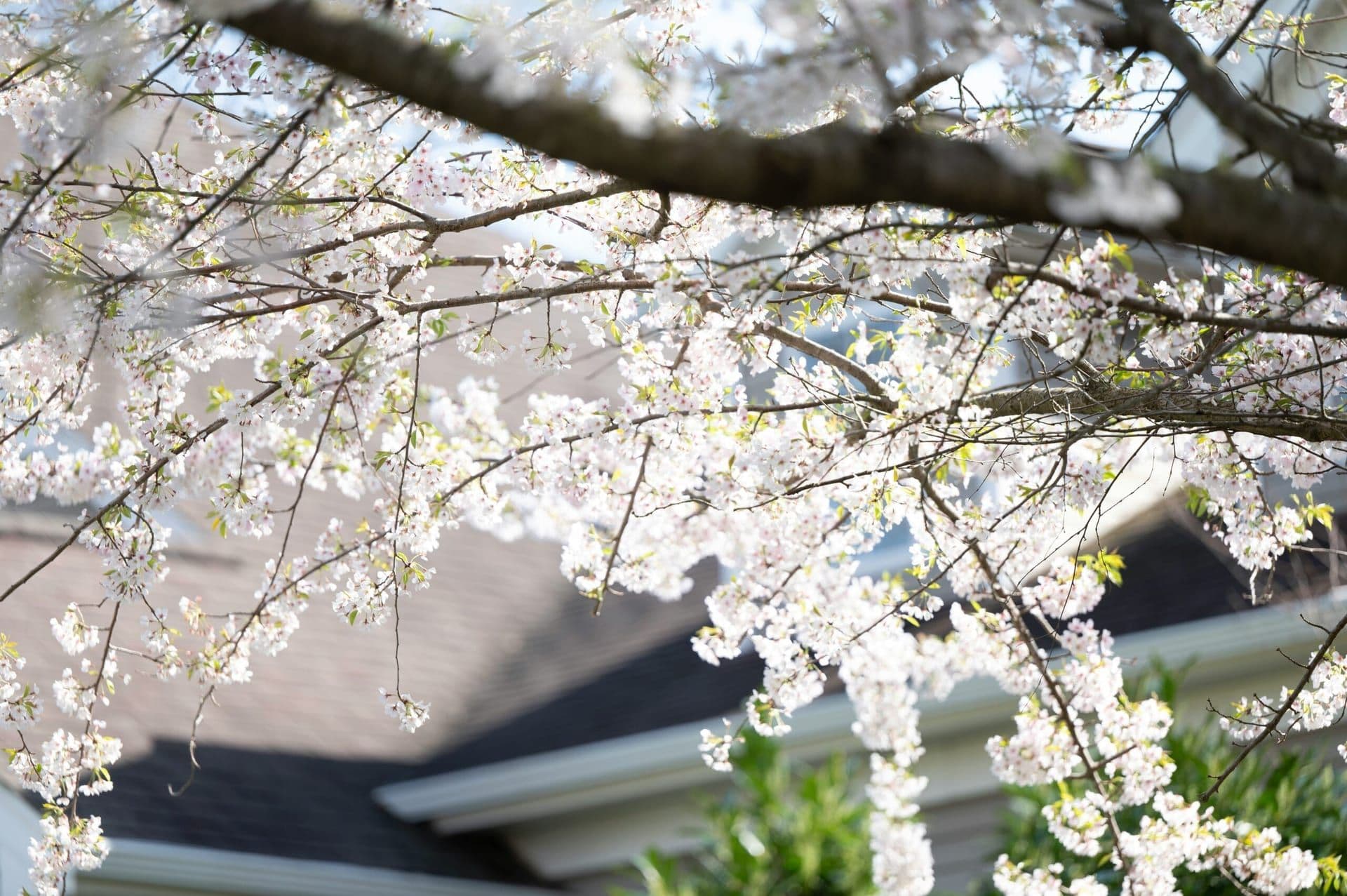 Spring Market Surge: How Seasonal Trends Are Shaping the 2024 Housing Market