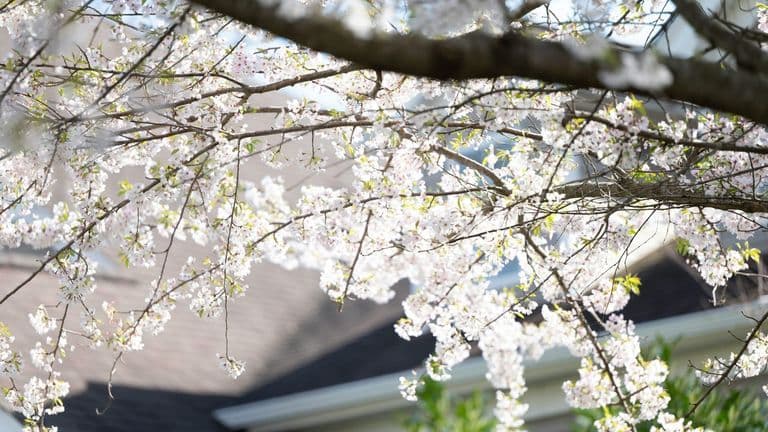 Spring Market Surge: How Seasonal Trends Are Shaping the 2024 Housing Market