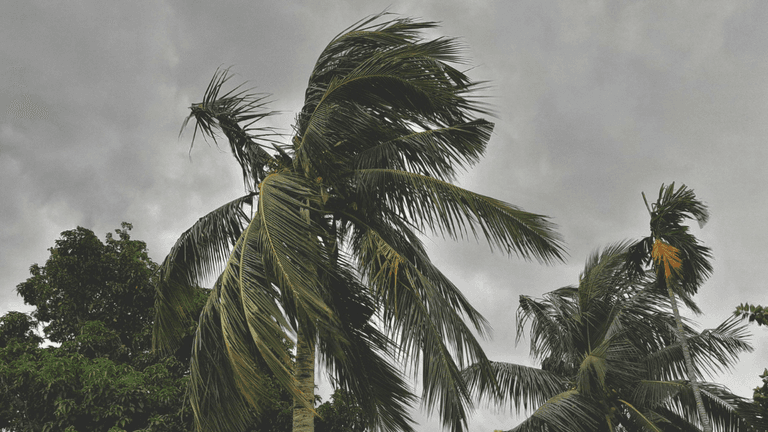 Tall palm trees swaying under a cloudy sky with dark grey clouds