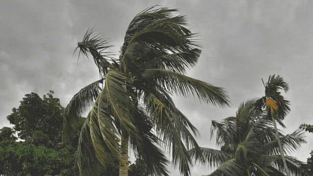 Tall palm trees swaying under a cloudy sky with dark grey clouds