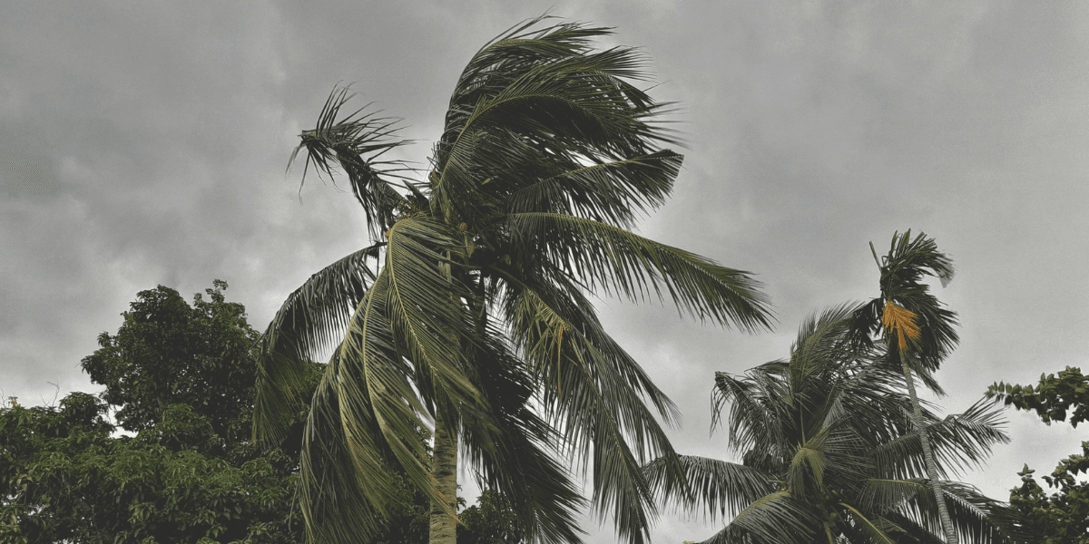 Tall palm trees swaying under a cloudy sky with dark grey clouds