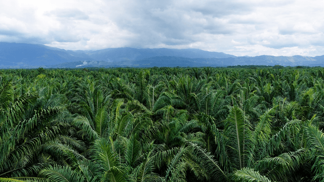 Lush green palm trees stretch across a vast landscape under a cloudy sky
