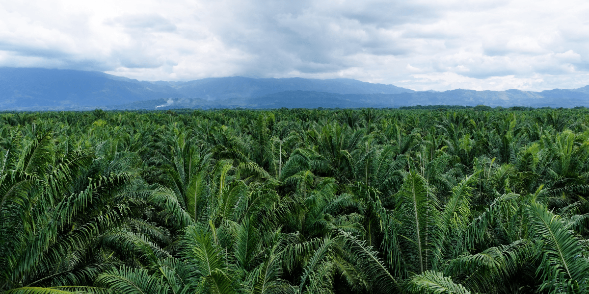 Lush green palm trees stretch across a vast landscape under a cloudy sky
