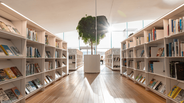 Sunlit library interior with rows of bookshelves and a central plant display