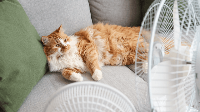 A fluffy orange cat relaxing on a couch, positioned in front of two fans