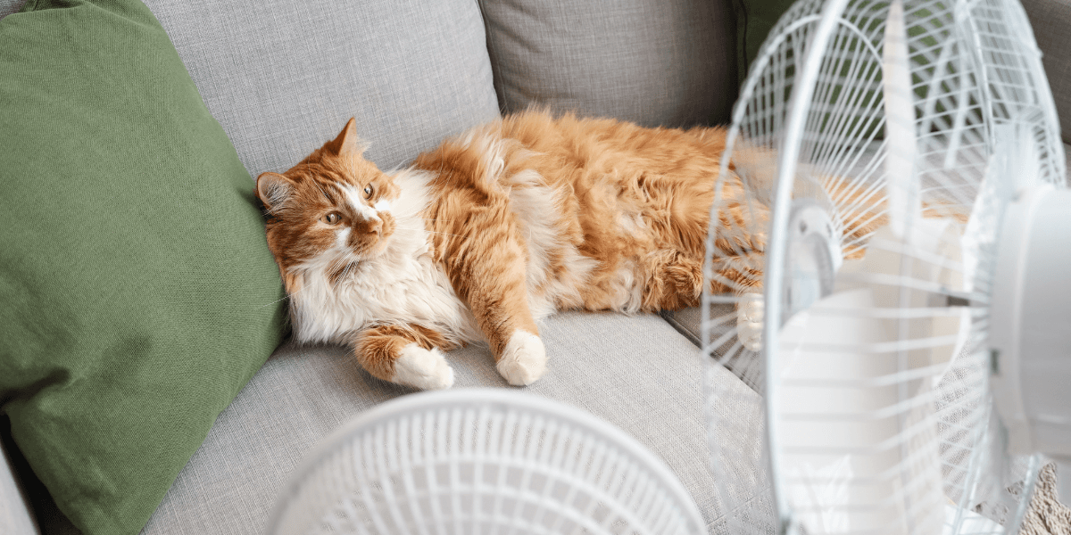 A fluffy orange cat relaxing on a couch, positioned in front of two fans