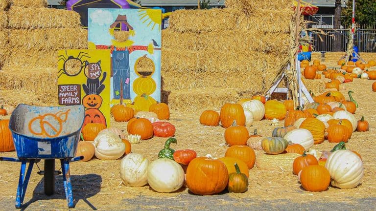 Southern California Embraces Fall with Seasonal Festivals