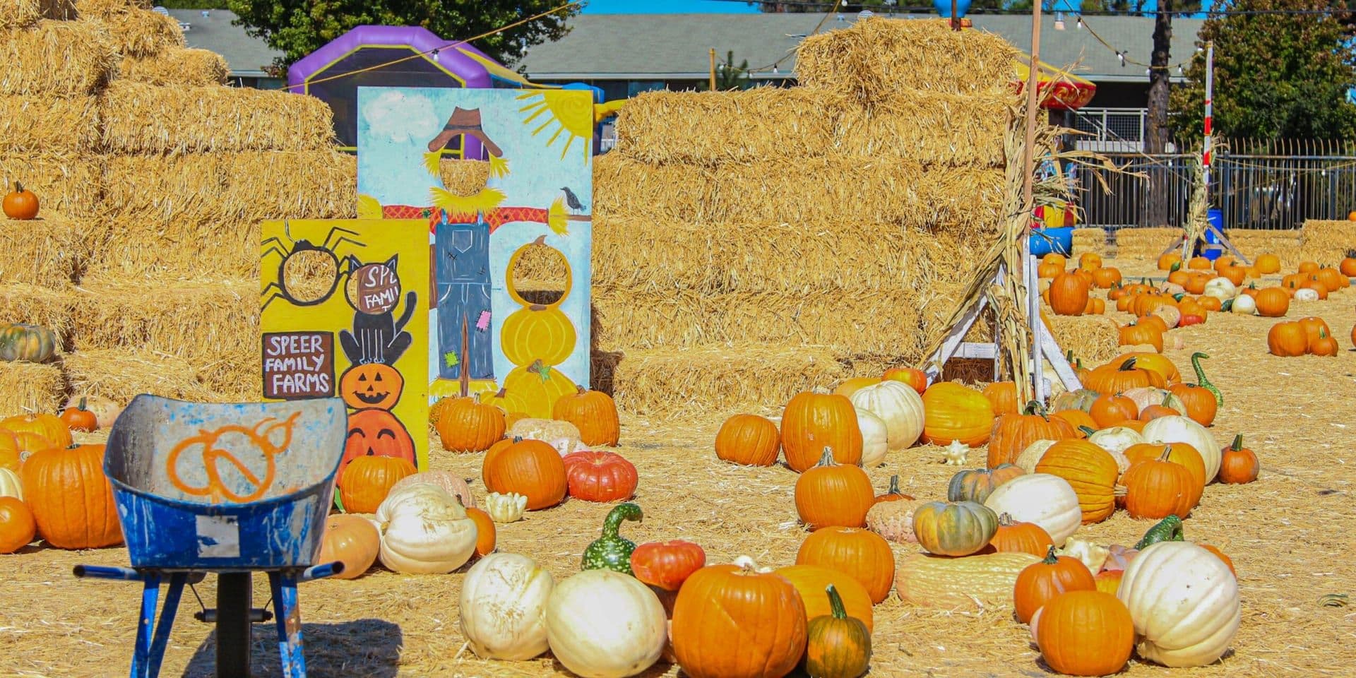 Southern California Celebrates Fall with Pumpkin Patches and Harvest Festivals