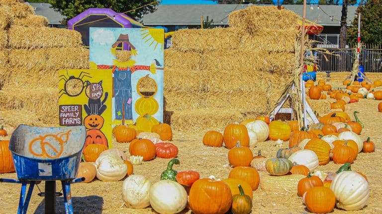 Southern California Celebrates Fall with Pumpkin Patches and Harvest Festivals