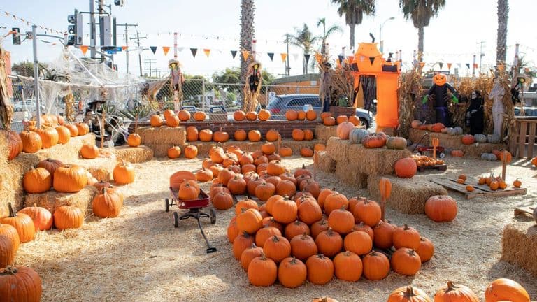 Southern California Embraces Fall with Pumpkin Patch Festivities