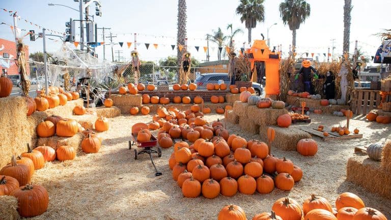 A Celebration of Harvest: The Pumpkin Festival at Los Angeles County Fair
