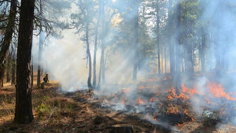 Southern California Advances Environmental Reforms to Combat Wildfire Threats