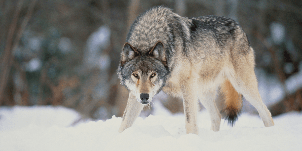 Historic Gray Wolf Sighting in Los Angeles County: A Milestone for Wildlife Conservation