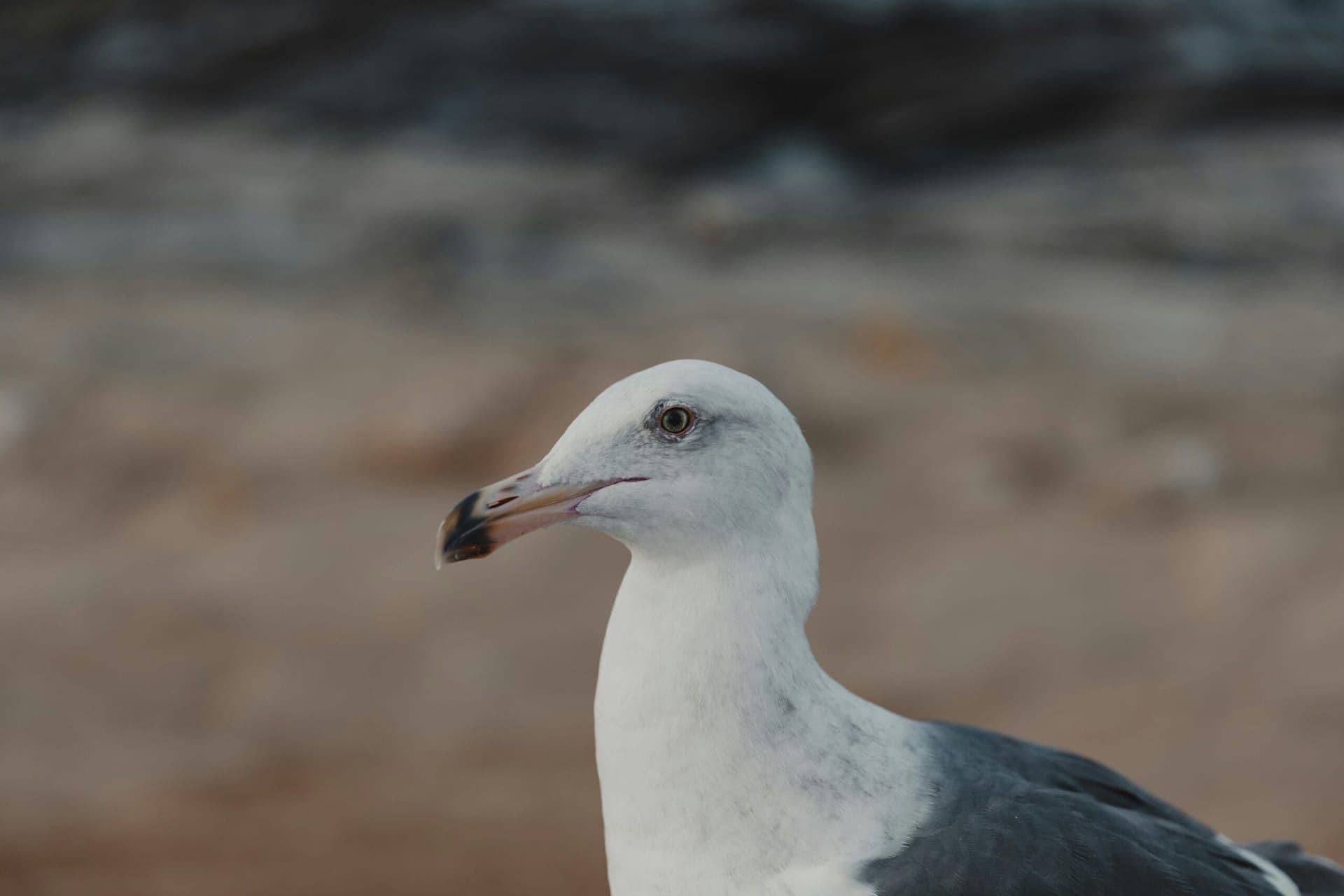 San Diego Bird Festival: A Celebration of Birds and Conservation