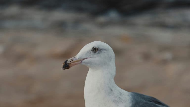 San Diego Bird Festival: A Celebration of Birds and Conservation