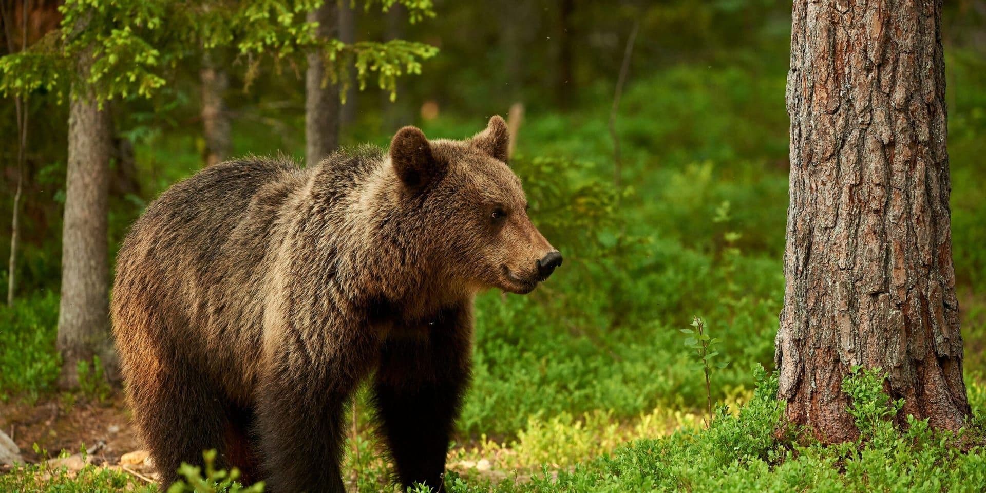 Florida Approves Controversial Black Bear Hunt Amid Public Debate Over Wildlife Management