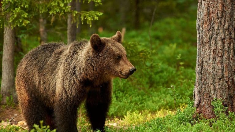Florida Approves Controversial Black Bear Hunt Amid Public Debate Over Wildlife Management