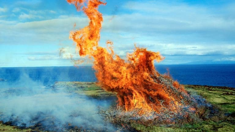 Southern California Edison Settles for $82.5 Million Over 2020 Bobcat Fire