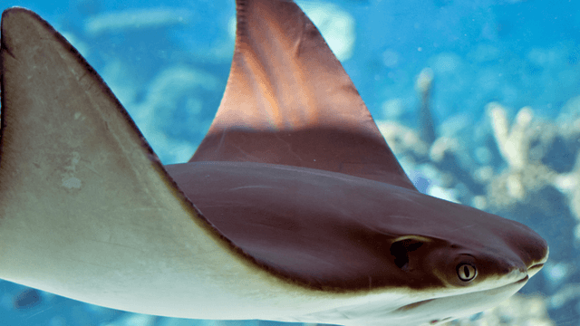 Southern California stingray encounters 2026