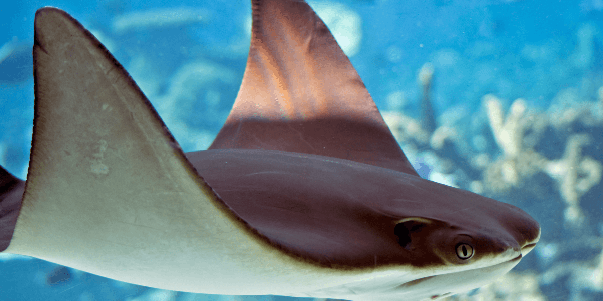 Southern California stingray encounters 2026