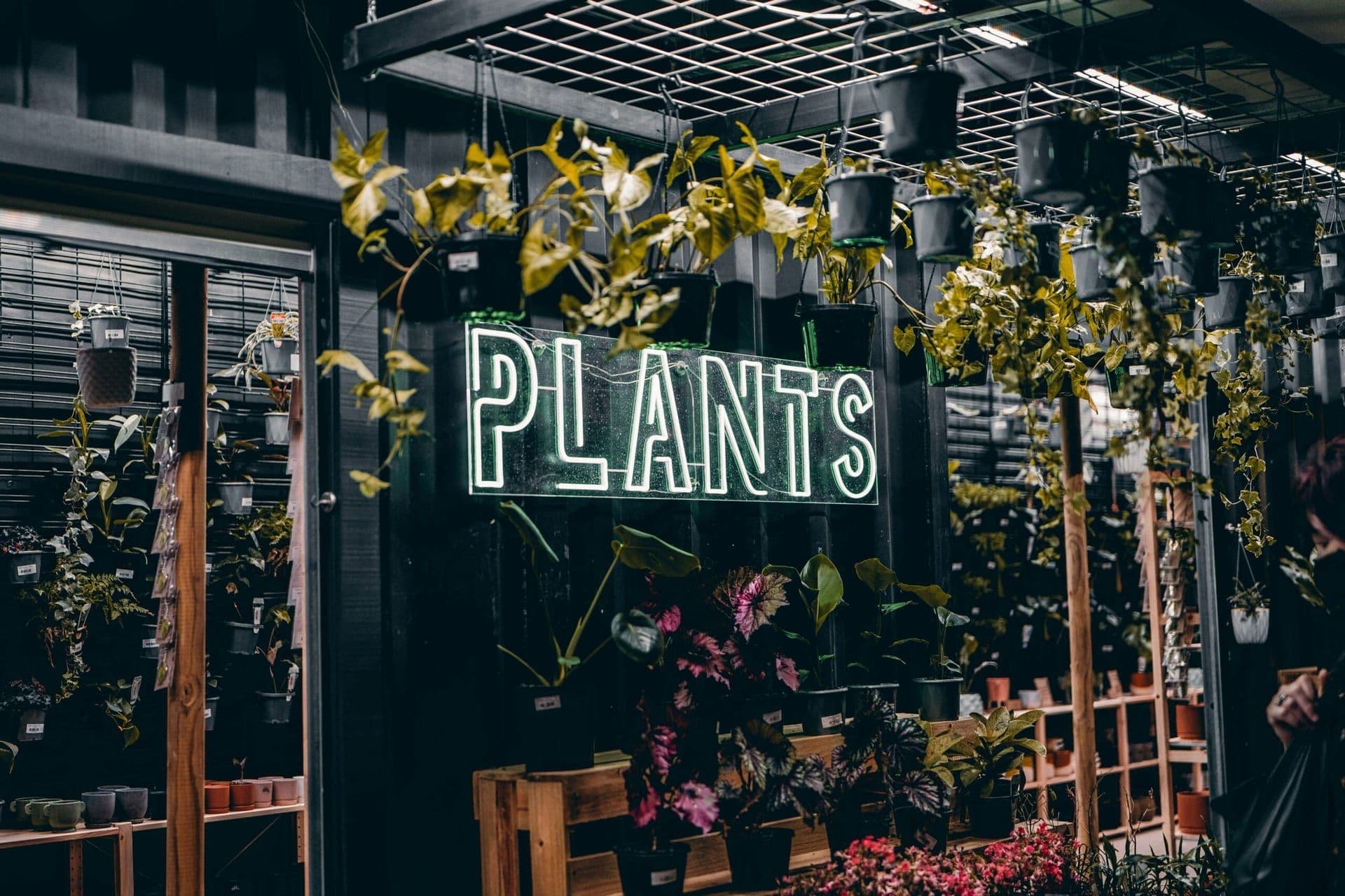 The Rise of Plant-Based Dining in Southern California