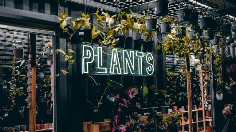 The Rise of Plant-Based Dining in Southern California