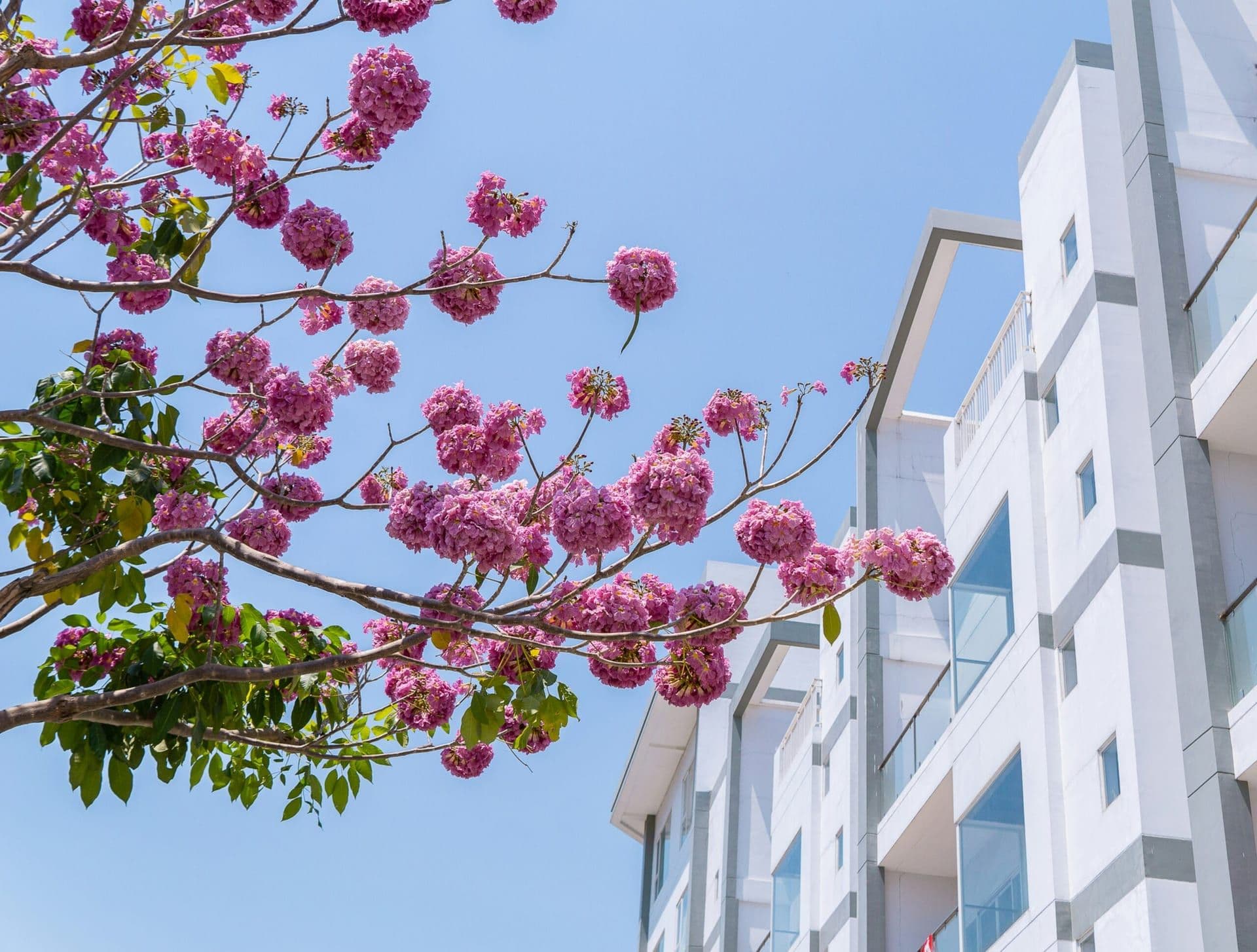 The Spring Housing Market: How the 2024 Season is Shaping Buyer Behavior and Home Sales