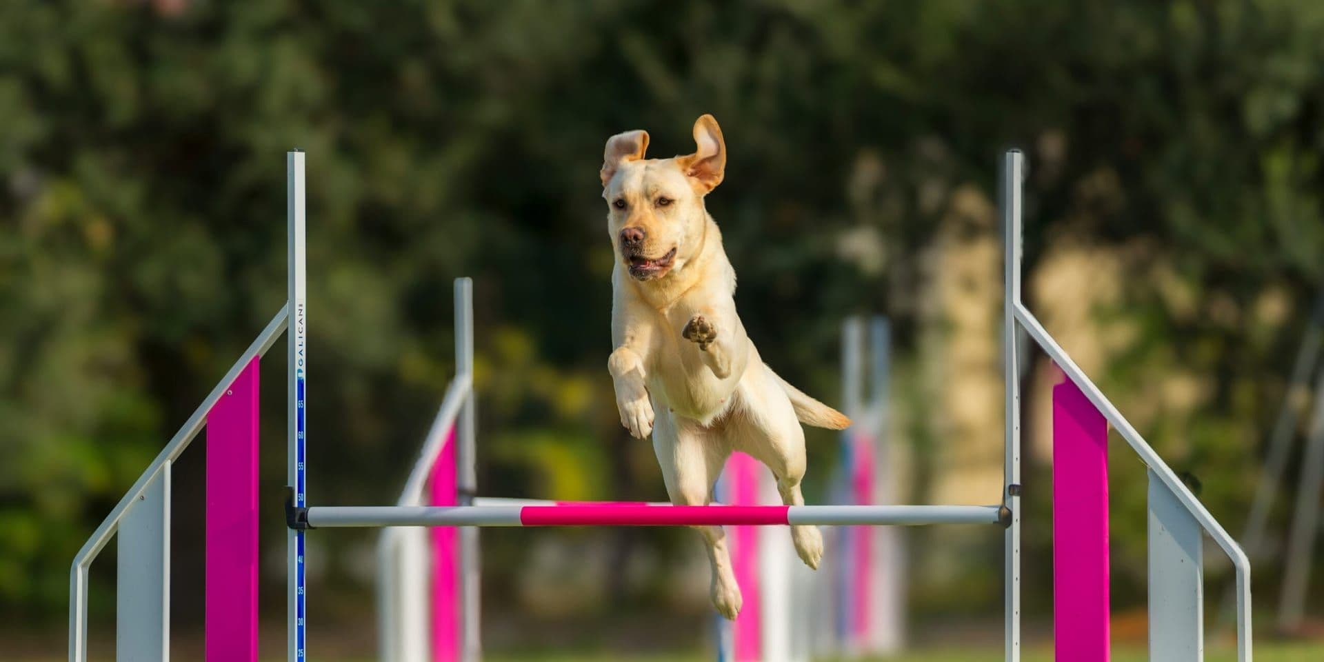 Sesquicentennial Westminster Dog Show Kicks Off in New York City