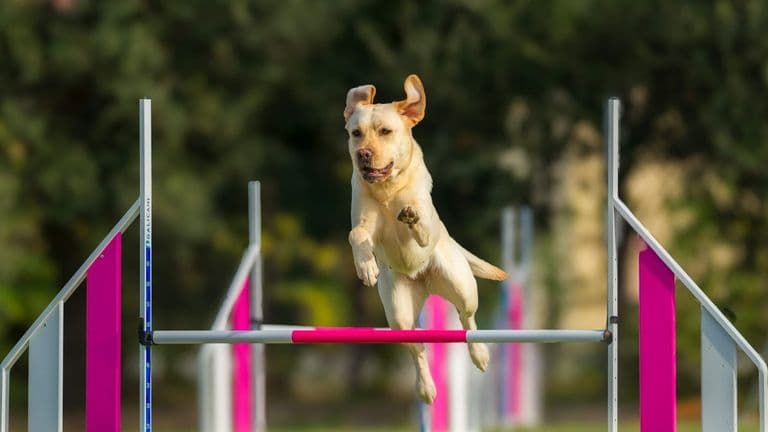 Sesquicentennial Westminster Dog Show Kicks Off in New York City