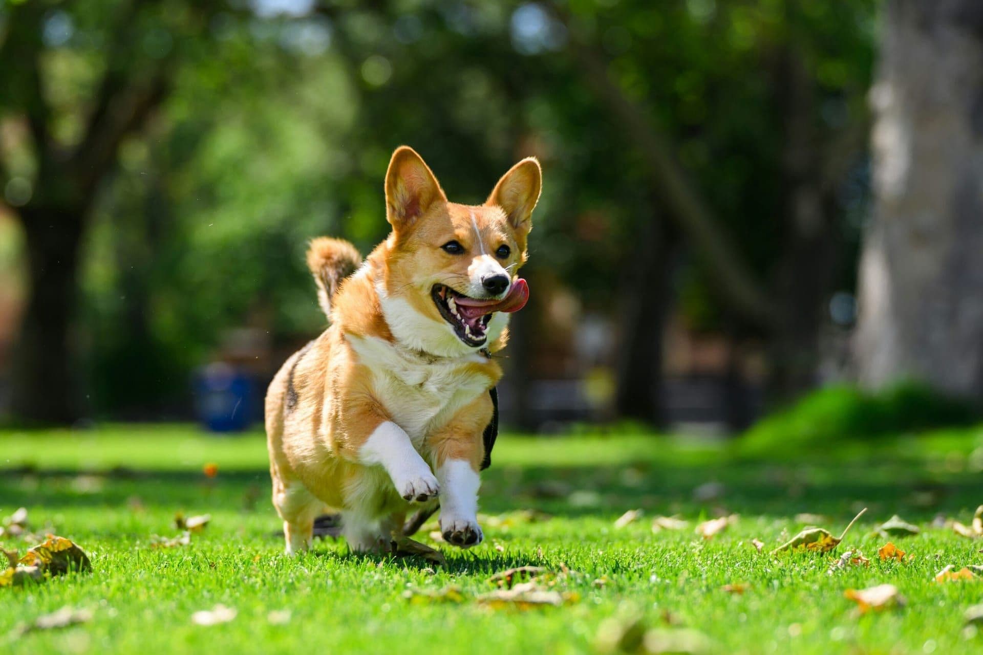 Corgi Nationals