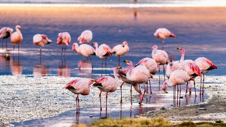 Flamingo Lodge—A Climate-Resilient Eco-Hotel Reimagines Visitor Experience in Everglades National Park