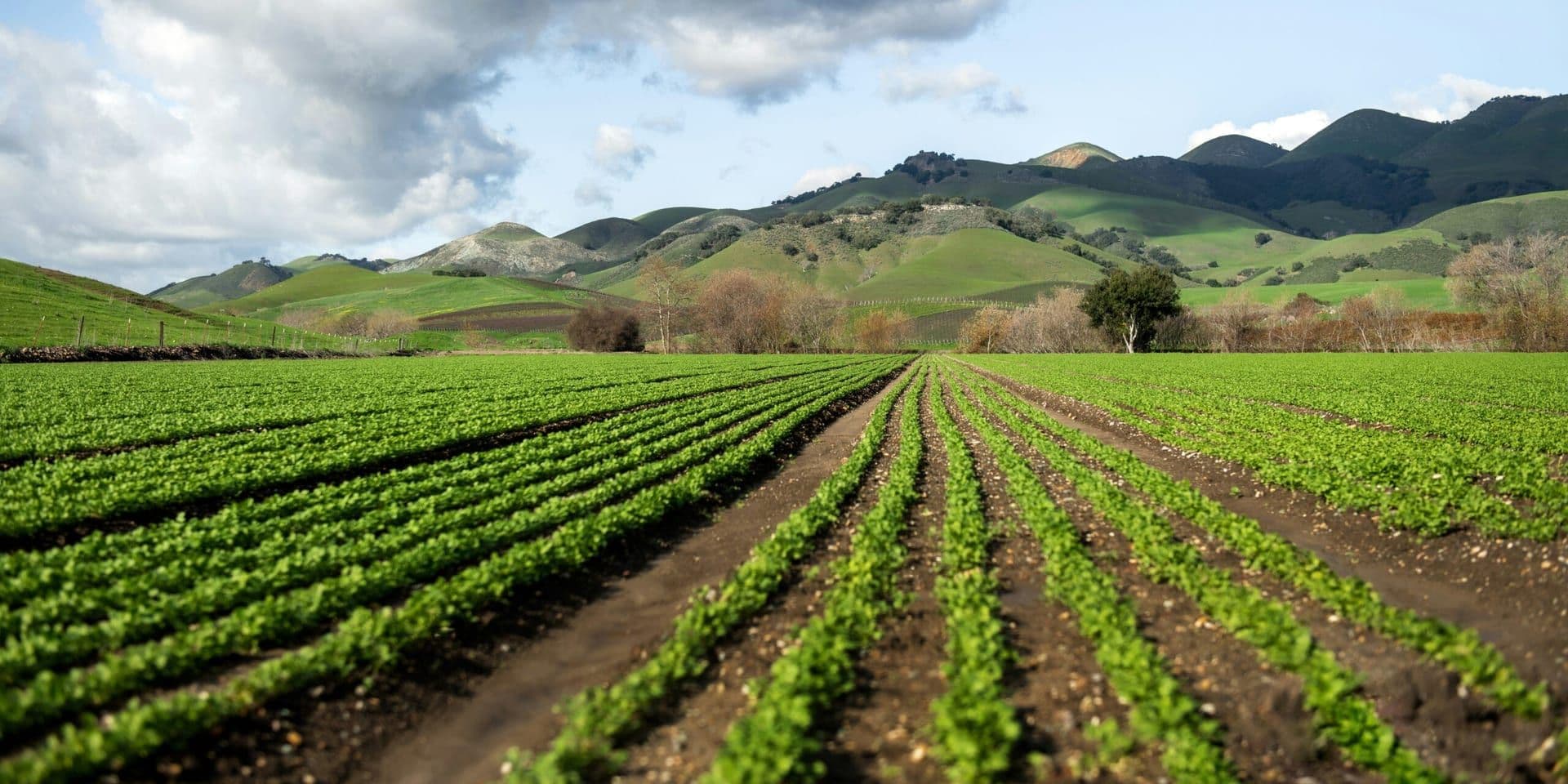 Urban Farming: Integrating Agriculture into Southern California’s City Living