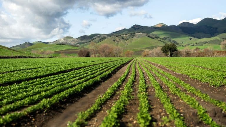 Urban Farming: Integrating Agriculture into Southern California’s City Living