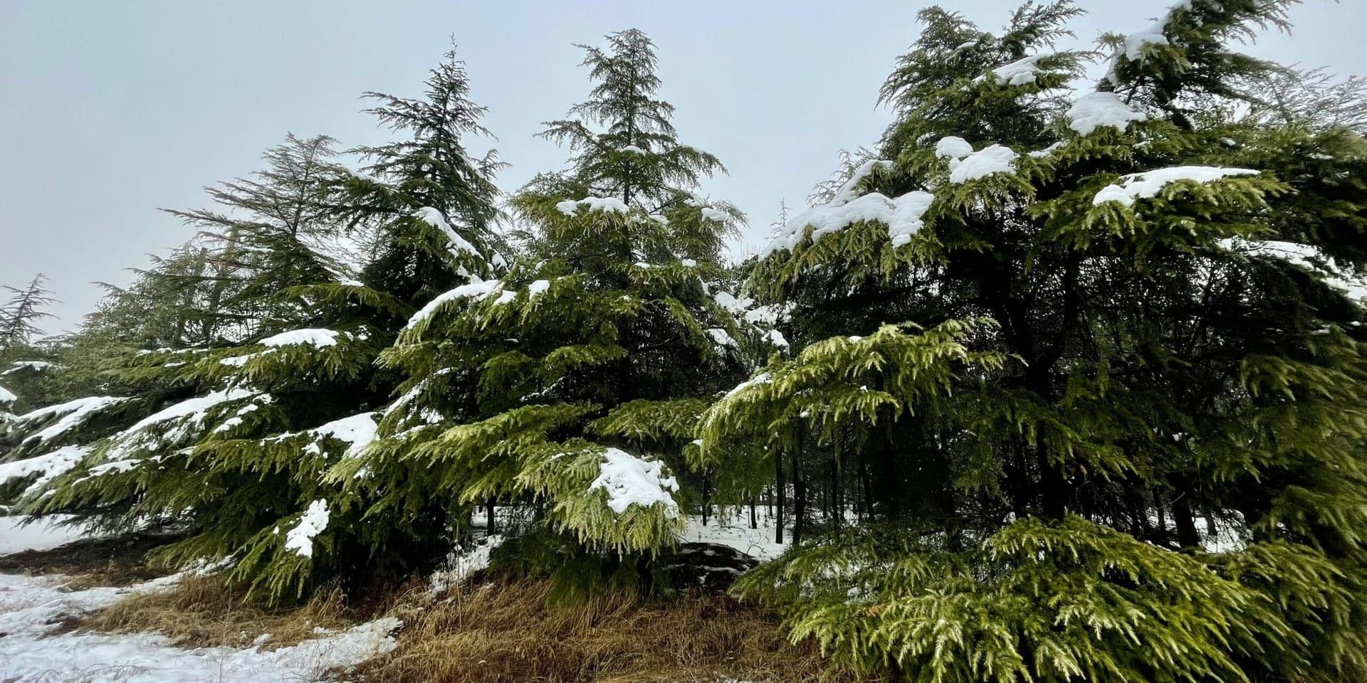 Florida Sees Rare Snowfall Across Northern Panhandle