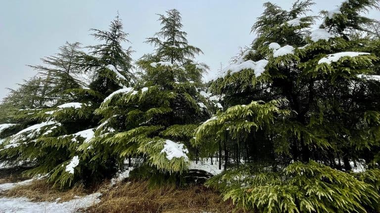 Florida Sees Rare Snowfall Across Northern Panhandle