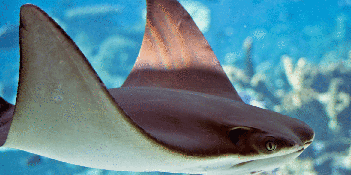 Southern California stingray encounters 2026